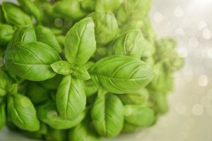 basil