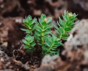 rhodiola