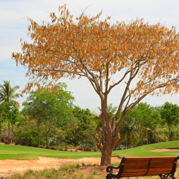 JW Marriott Bengaluru Prestige Golfshire Resort & Spa FI